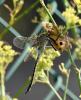 Anax parthenope